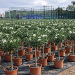 Oleander obyčajný (Nerium oleander) ´MONT BLANC´ - výška 80-100 cm, kont. C5L - NA KMIENKU